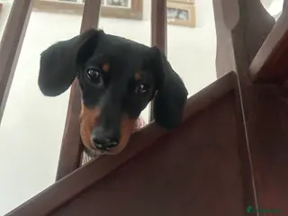 Miniature Dachshund dogs Miniature Dachshund in Retford - Advert 3