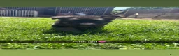 German Shepherd dogs for sale: Beautiful German Shepherd puppies for sale - Advert 6