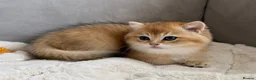British Shorthair cats for sale: 🌟3 Adorable Golden BSH kittens left 🌟 - Advert 12