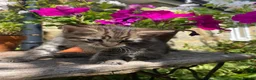 Maine Coon cats for sale: Beautiful Maine Coon X kittens  CUTIES!  - Advert 5