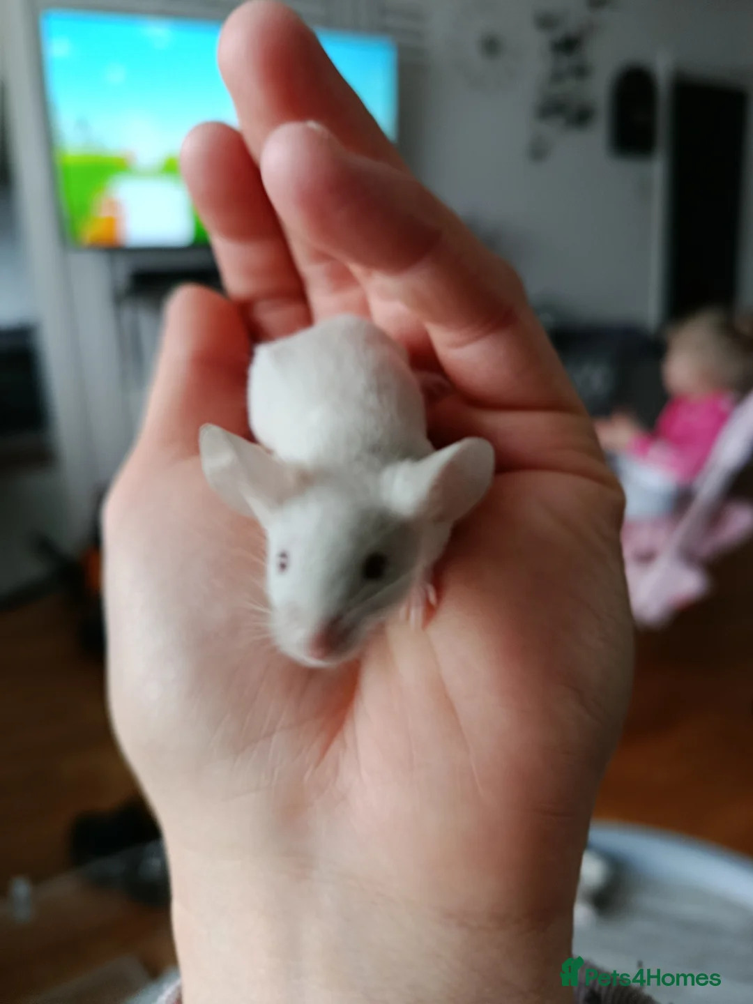 Mouse rodents for sale: Lovely friendly male mouse seeking new family  - Advert 2