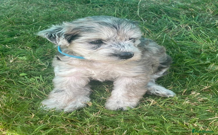 Yorkiepoo dogs - Advert 1
