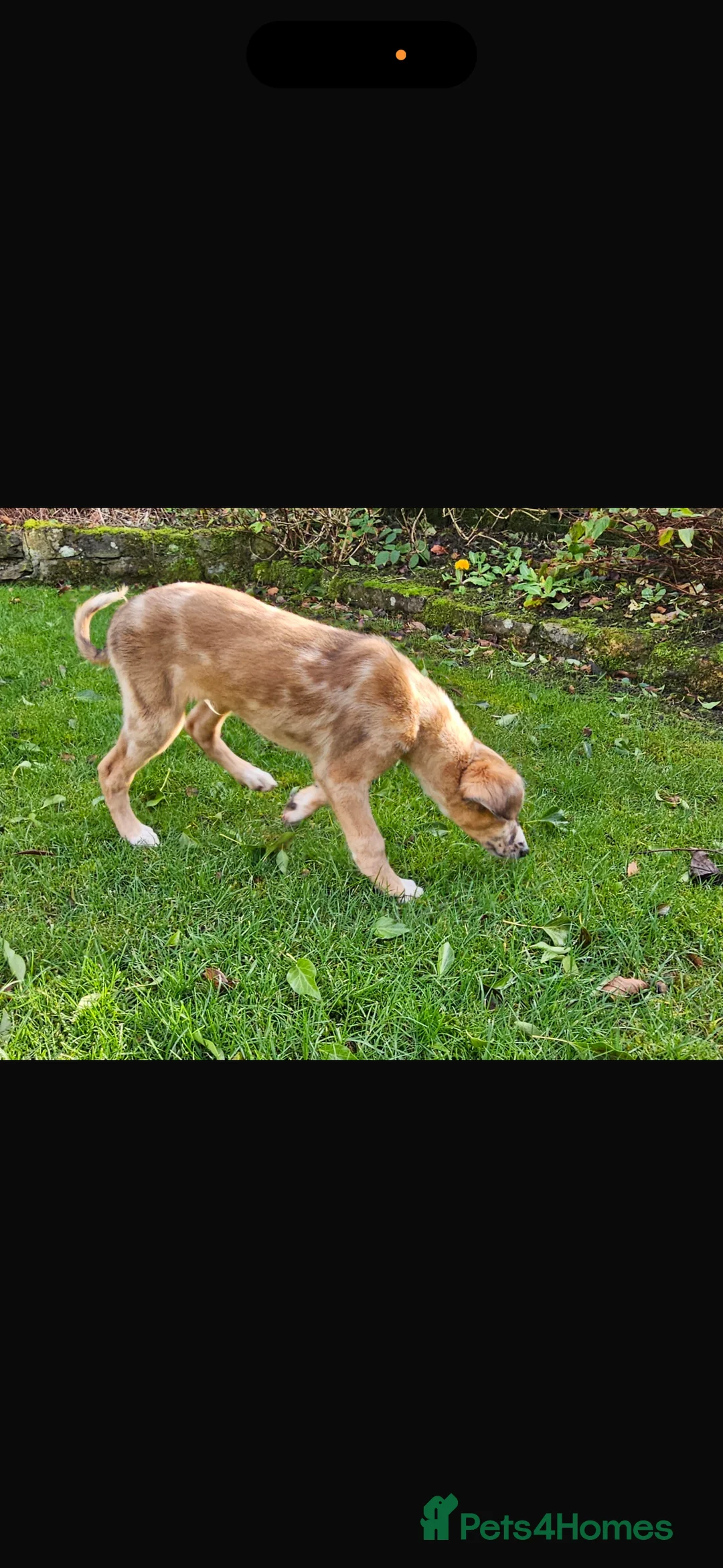 Lurcher dogs for sale: Red Merle Lurcher pup  - Advert 4