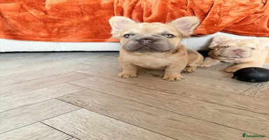 French Bulldog dogs - Advert 6