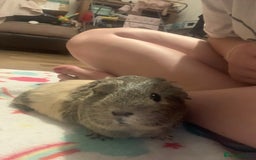 Guinea Pig rodents for sale: 2 Female Guinea Pigs and Set Up - Image 9