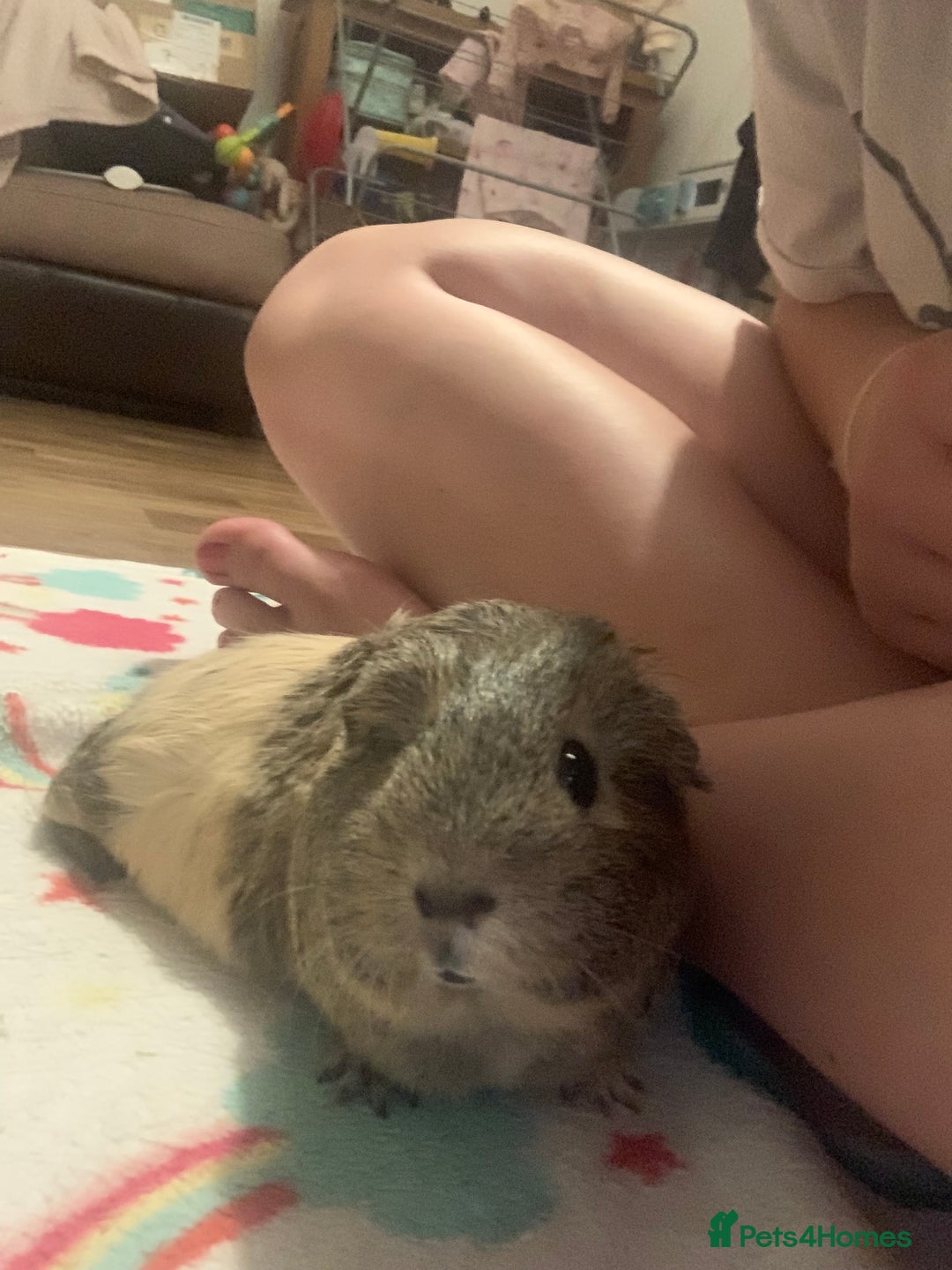 Guinea Pig rodents for sale: 2 Female Guinea Pigs and Set Up - Image 9