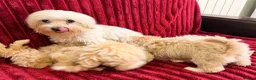 Maltipoo dogs for sale: Little Maltipoo F1 puppies❤️ - Advert 6