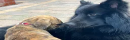 German Shepherd dogs for stud: *Proven* Black German Shepherd Dog Male at Stud  - Advert 5