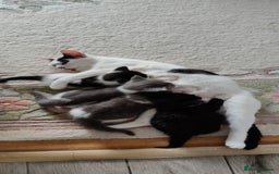 Mixed Breed cats for sale: Kitten's  - Image 7