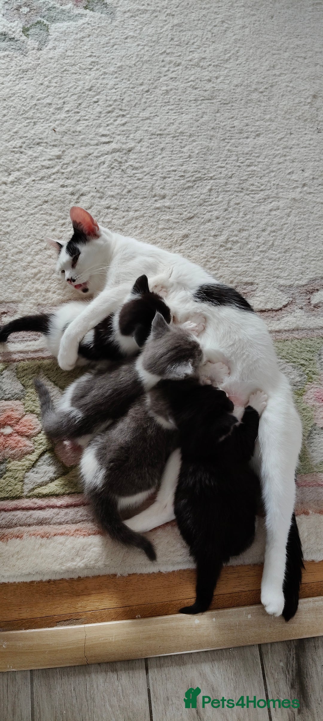 Mixed Breed cats for sale: Kitten's  - Image 7