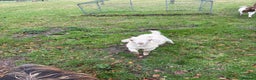 Goats livestock for sale: Boar Angora Cross Male Goat - Advert 1