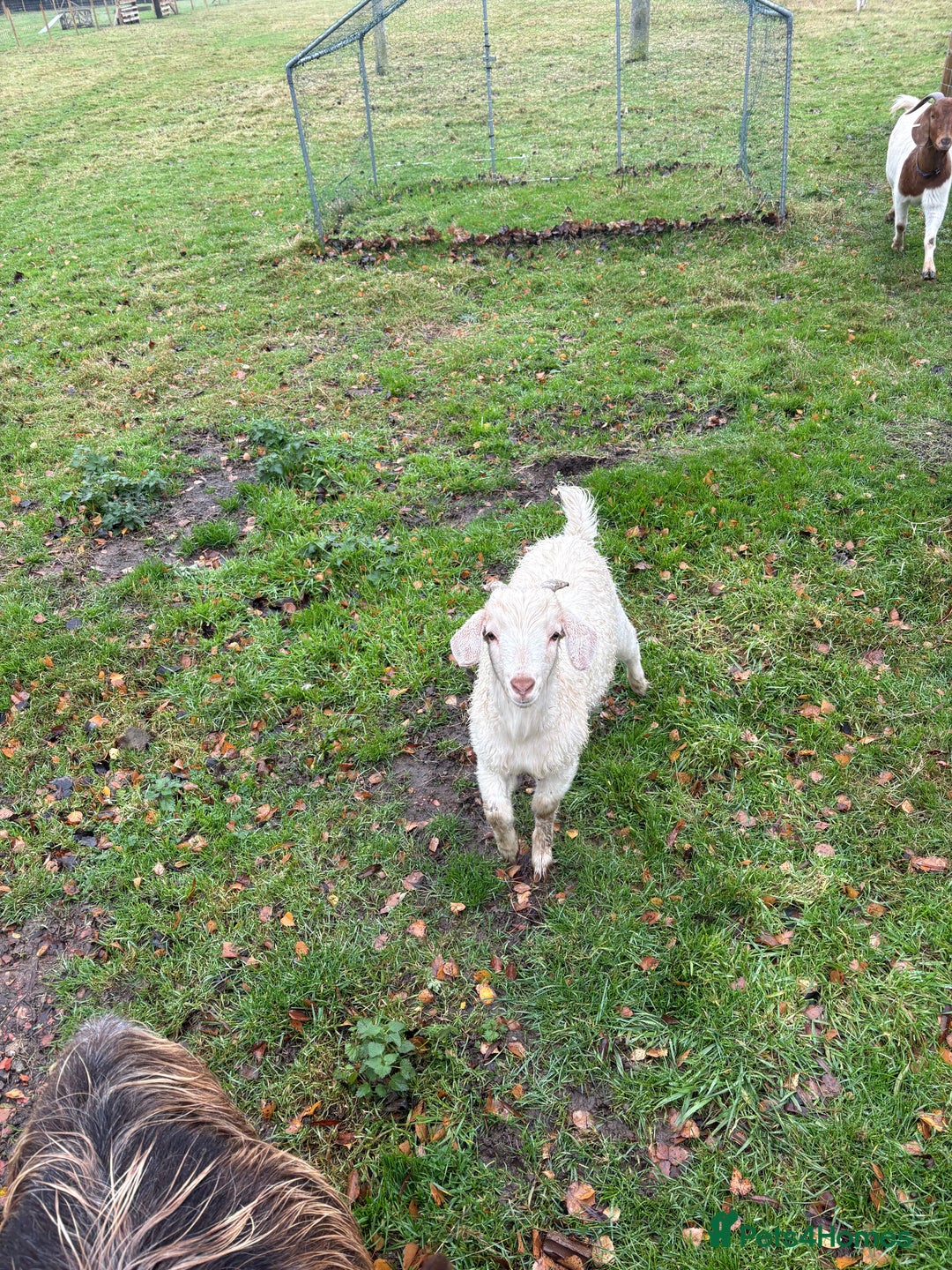 Goats livestock for sale: Boar Angora Cross Male Goat - Advert 1