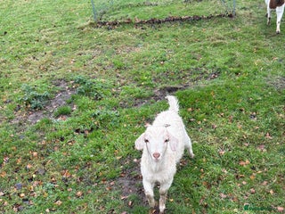 Goats livestock Boar Angora Cross Male Goat - Advert 9