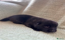 Pomsky dogs for sale: Pomsky Puppies  - Image 6