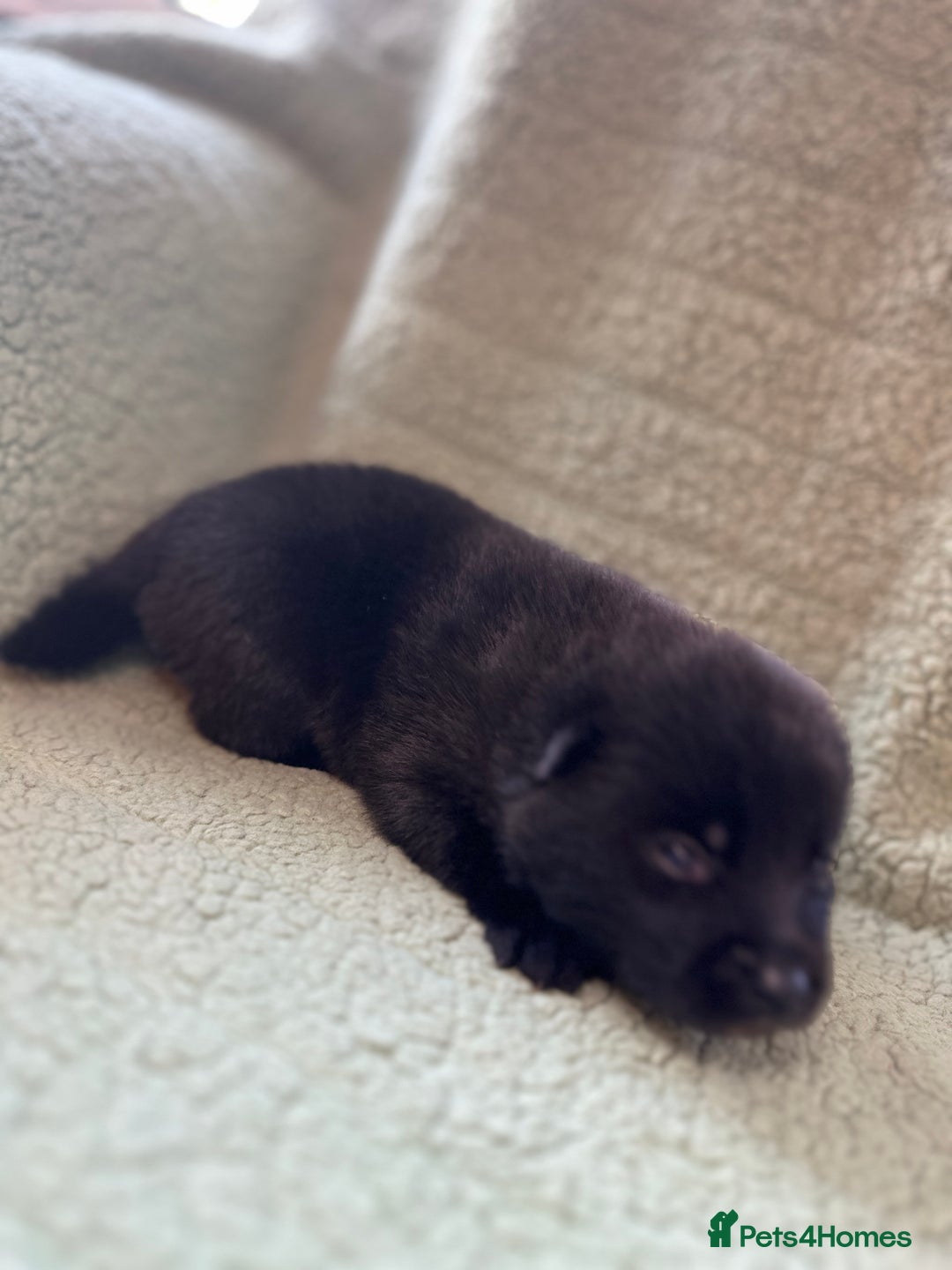Pomsky dogs for sale: Pomsky Puppies  - Image 6