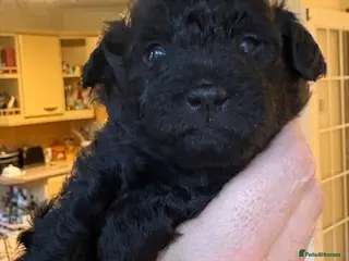 Jackapoo dogs Mini Poodle F1b Jackapoo Puppies – PRA Clear - Advert 9