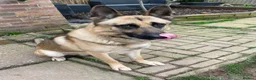 German Shepherd dogs for sale: German shepherd in need of good home  - Advert 6