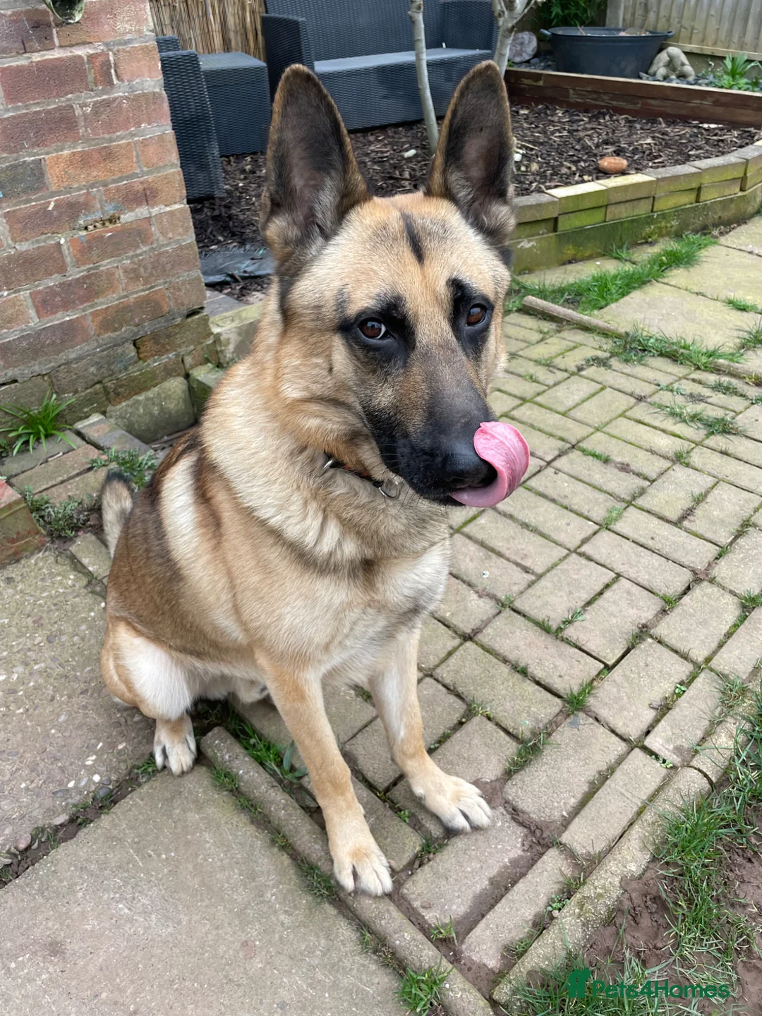 German Shepherd dogs for sale: German shepherd in need of good home  - Advert 6