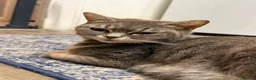 British Shorthair cats for sale:  British shorthair mix kittens  - Advert 8