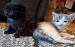 Mixed Breed cats for sale: 2 gorgeous kittens left  - Image 7