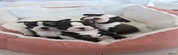 Boston Terrier dogs for sale: KC Registered Boston Terriers ready now in Chesterfield - Advert 8