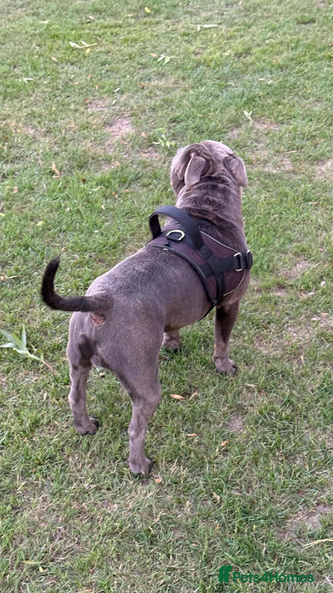 Staffordshire Bull Terrier dogs for stud: Staffordshire bull terrier  in Dartford - Advert 2