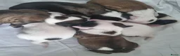 Tibetan Terrier dogs for sale: 7 Tibetan Terrier Puppies  - Advert 26
