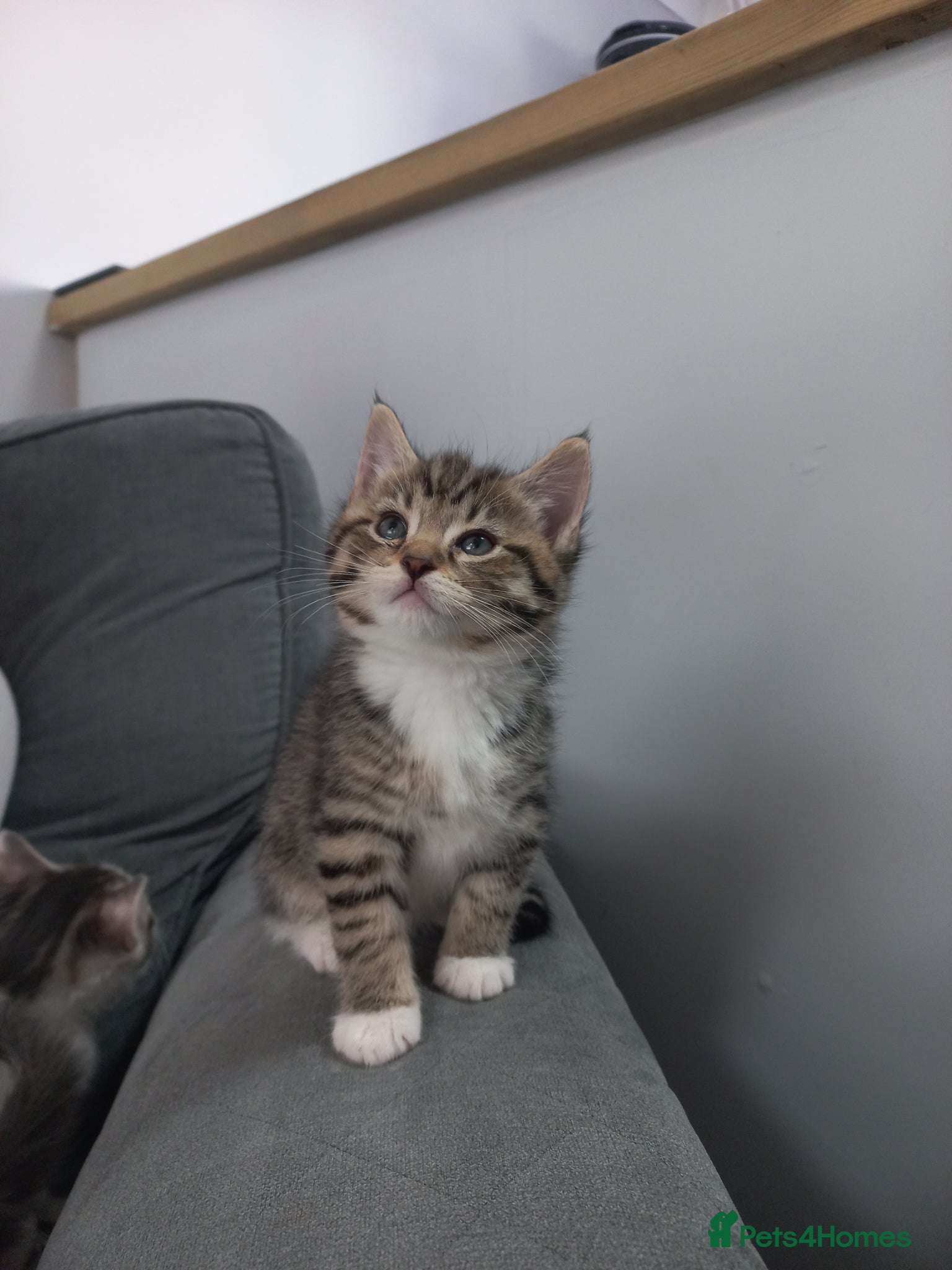 Maine Coon cats 6 maine coon kittens - Advert 4