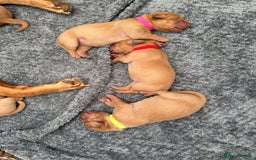 Labrador Retriever dogs for sale: Fox Red Labrador Puppies - Image 4