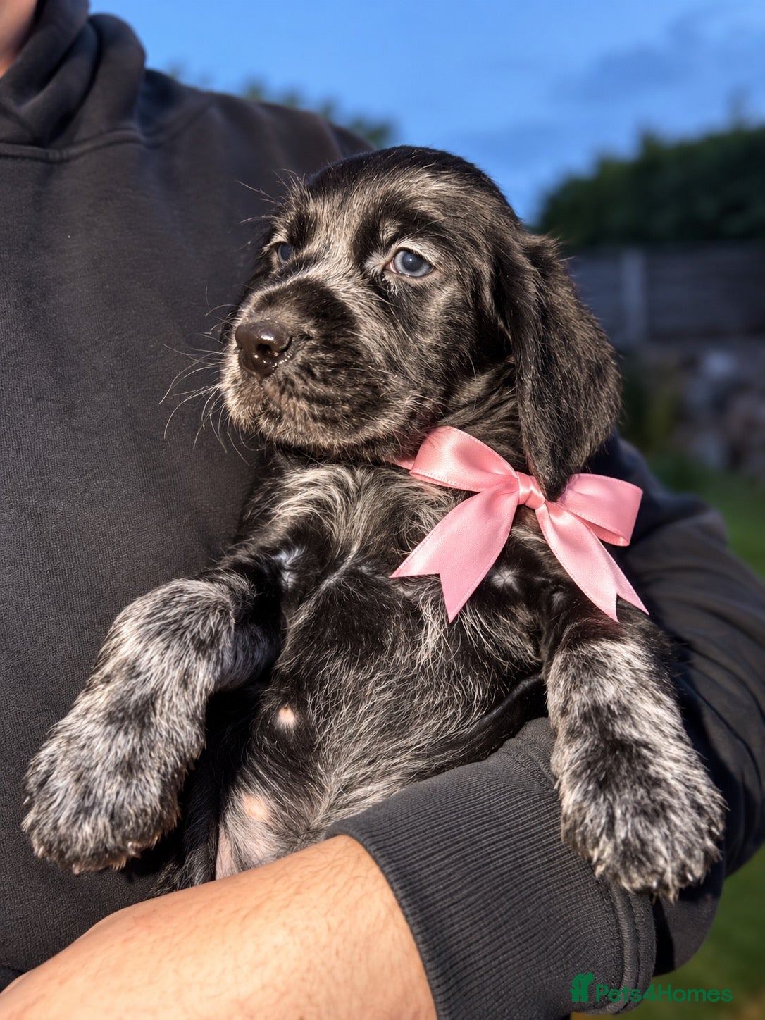 Mixed Breed dogs Gorgeous Pointer x setter puppies - Advert 2