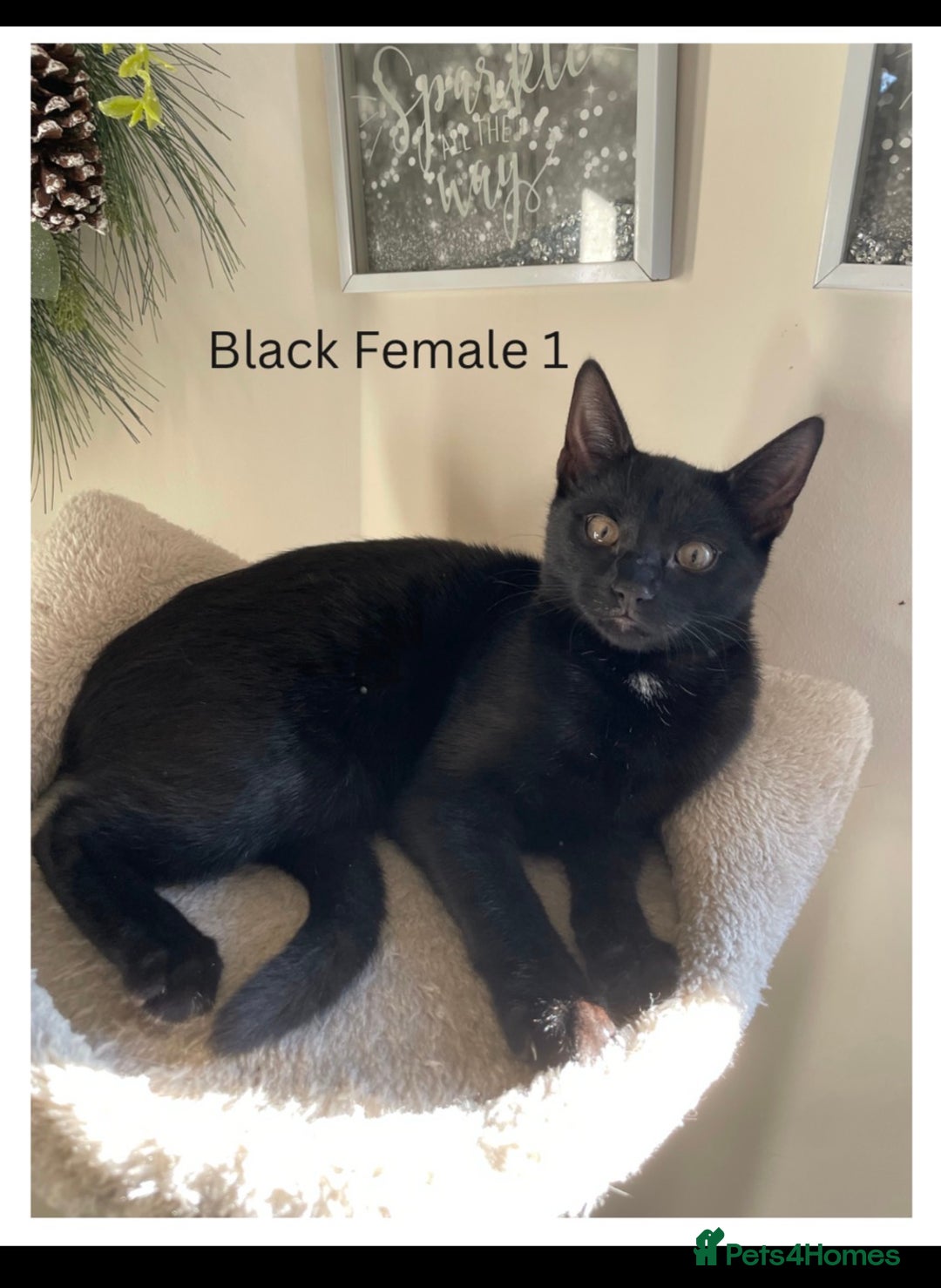 Mixed Breed cats for sale: Adorable 5 mixed breed kitties  - Advert 2