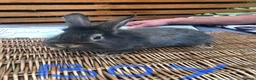 Lionhead rabbits for sale: Gorgeous fluffy Lionhead babies ready now - Advert 3