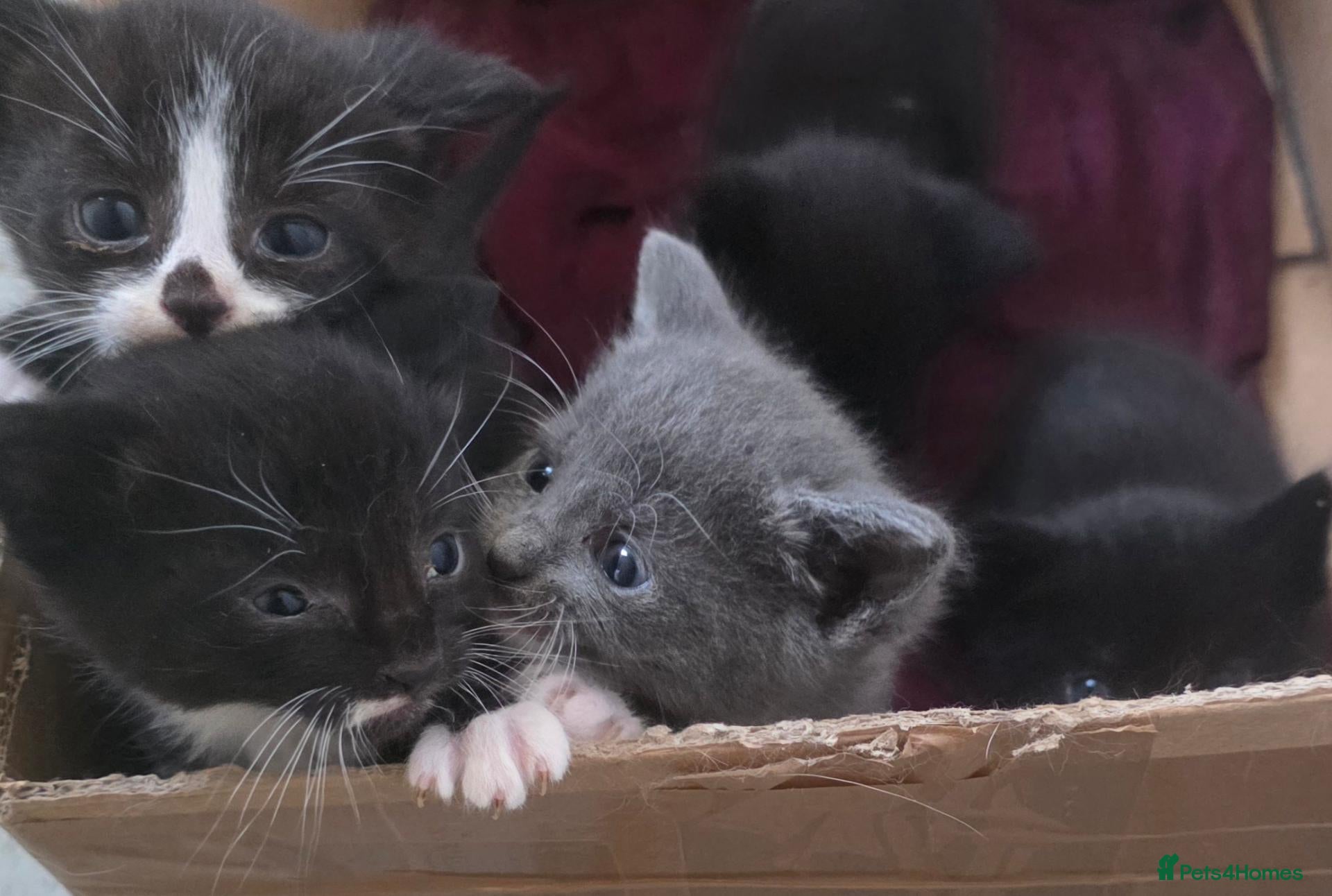 Mixed Breed cats 5 beautiful kittens looking for forever homes  - Advert 1