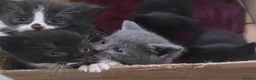 Mixed Breed cats for sale: 5 beautiful kittens looking for forever homes  - Advert 1