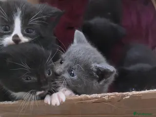 Mixed Breed cats 5 beautiful kittens looking for forever homes - Advert 1
