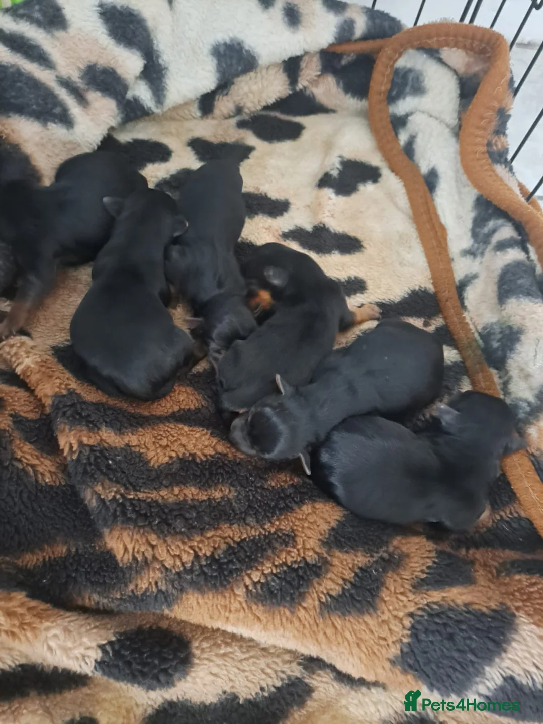 Yorkshire Terrier dogs for sale: Yorkshire Terrier  - Advert 2