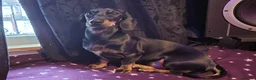 Miniature Dachshund dogs for stud: KC Chocolate dapple boy for stud very gentle. in Skegness - Advert 17
