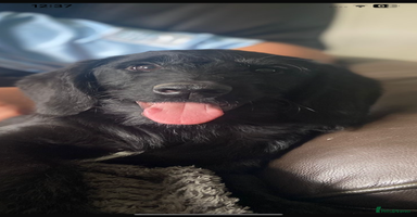 Aussiedoodle dogs - Advert 4