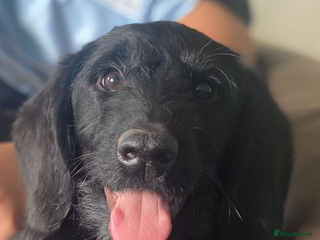 Aussiedoodle dogs - Advert 1