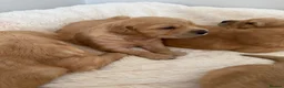 Golden Retriever dogs for sale: Beautiful KC Golden Retrievers  - Advert 20