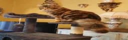 Mixed Breed cats for sale: Maine Coon X Fluffy Long Haired Kittens RESERVE    - Advert 1