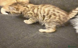 Bengal cats for sale: Absolutely Stunning Bengals  - Image 30