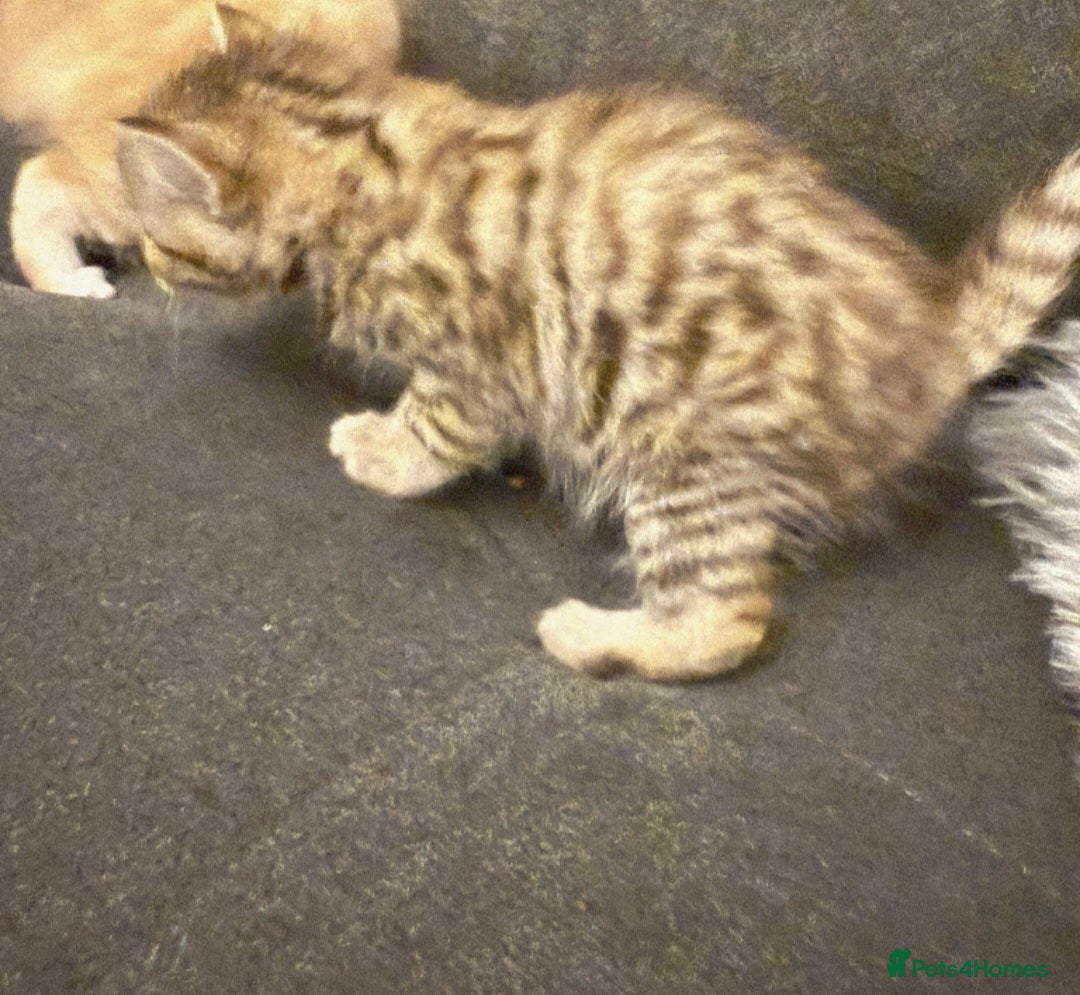 Bengal cats for sale: Absolutely Stunning Bengals  - Image 30