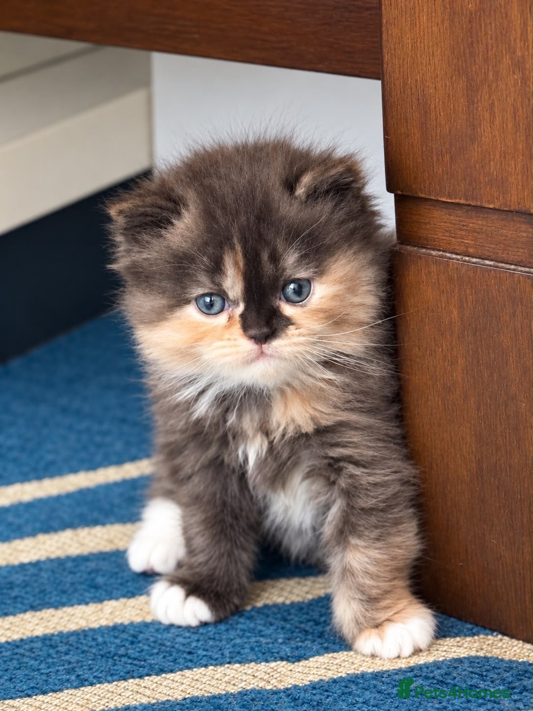 Persian cats Persian Cross Russian Blue Kittens - Advert 1