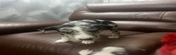 Mixed Breed dogs for sale: Collie lurcher greyhound mix - Advert 31