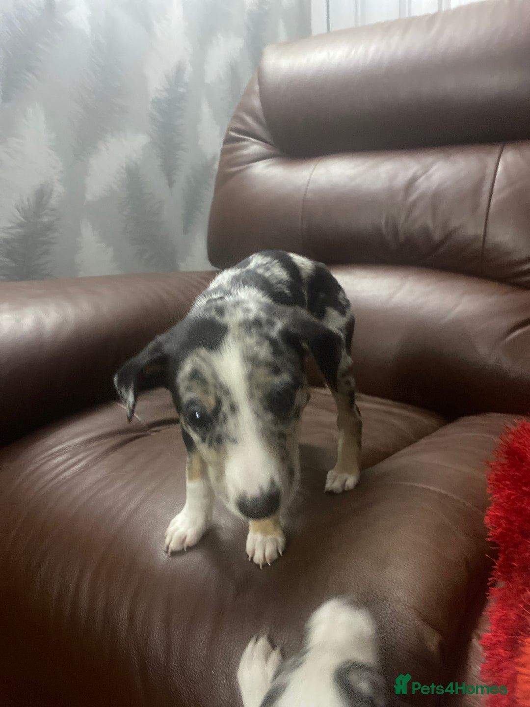 Mixed Breed dogs for sale: Collie lurcher greyhound mix - Advert 31