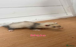 Ferret rodents for sale: Young ferrets  - Image 2