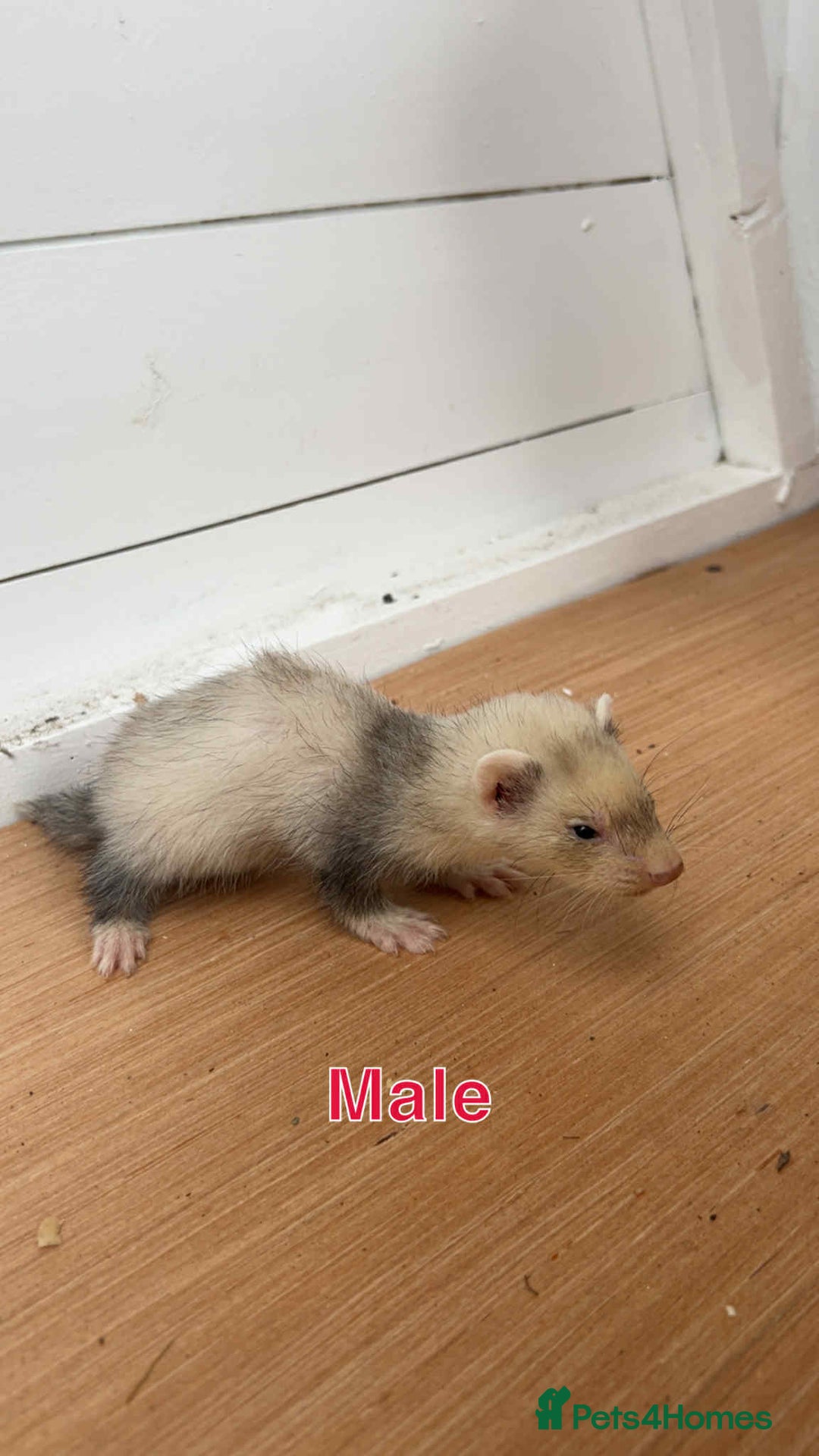 Ferret rodents for sale: Young ferrets  - Image 2