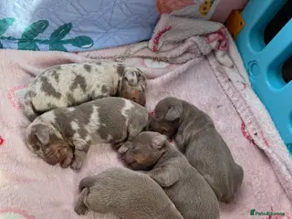 Dachshund dogs Miniature dachshunds - Advert 6