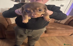 Mixed Breed dogs for sale: Jackshunds for sale  - Image 1